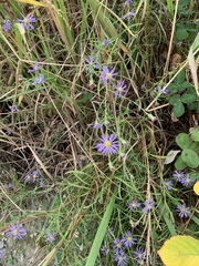 Symphyotrichum chilense
