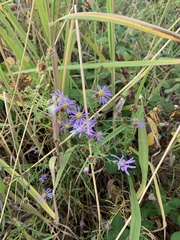 Symphyotrichum chilense