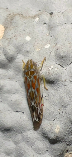 Wounded Leafhopper photo 6
