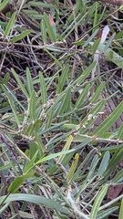 Narrow-leaved Bossiaea (Bossiaea angustifolia)