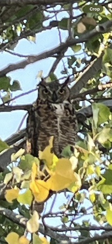 View observation of {o.common_name} on iNaturalist