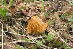 Verpa bohemica