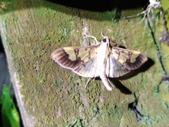 Praeacrospila melanoproctis