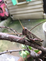 Melanoplus differentialis