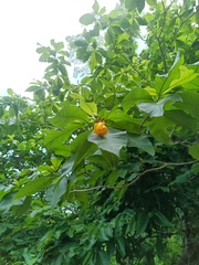 Tabernaemontana odontadeniiflora (Tabernaemontana odontadeniiflora)