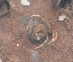 Pagurus longicarpus