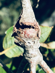 Dryocosmus asymmetricus