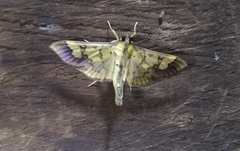 Praeacrospila melanoproctis