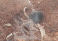 Pagurus longicarpus