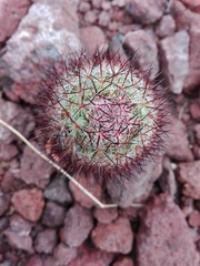 Mammillaria sheldonii