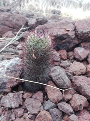 Mammillaria sheldonii