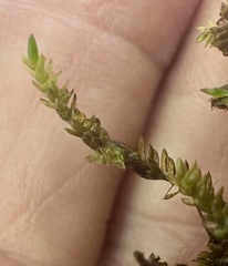 Scleropodium obtusifolium