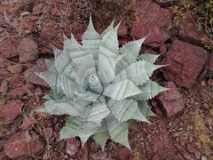Agave colorata
