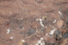 Pagurus longicarpus