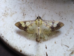 Praeacrospila melanoproctis