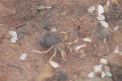 Pagurus longicarpus