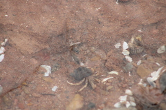Pagurus longicarpus