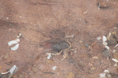 Pagurus longicarpus