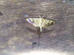 Praeacrospila melanoproctis