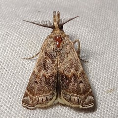 Prionapteryx indentella