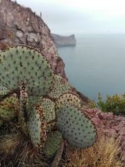 Opuntia gosseliniana