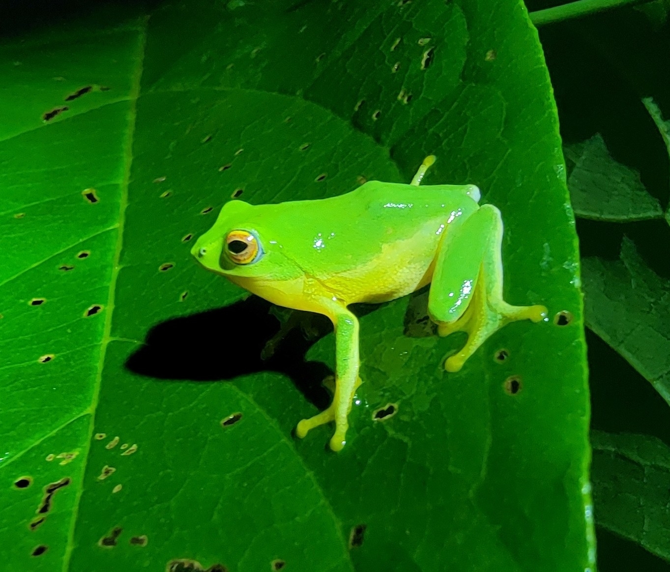 Jayaram'S Bush Frog