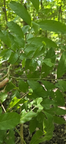 Sapindus saponaria - Whole tree