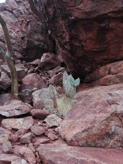 Opuntia gosseliniana