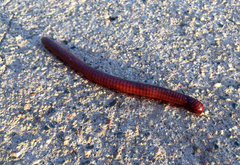 Orthoporus