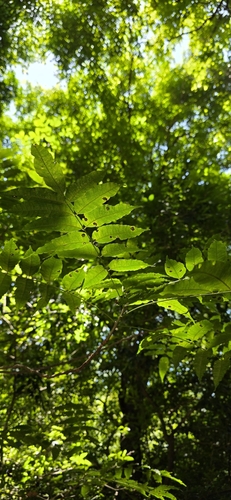 Astronium graveolens - Whole tree