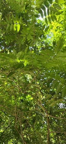 Astronium graveolens - Leaves