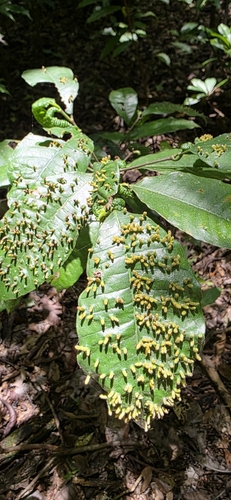 Brosimum alicastrum - Whole tree