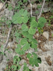Bauhinia lunarioides