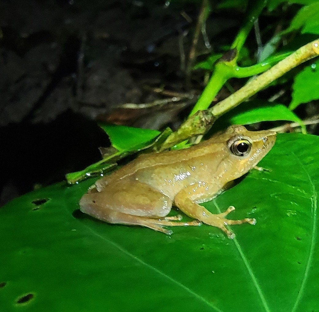 Beautiful Torrent Frog Anura