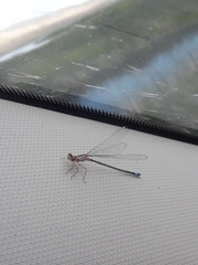 Ischnura cervula