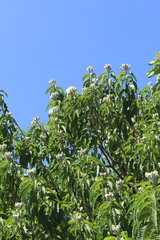 Ipomoea murucoides