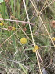 Helenium puberulum