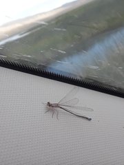 Ischnura cervula