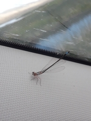 Ischnura cervula