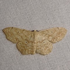 Scopula compensata