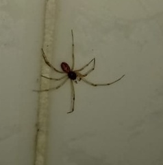 Araneae