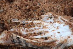 Myoxocephalus octodecemspinosus