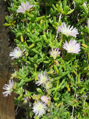 Disphyma australe australe