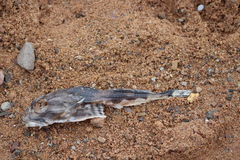 Myoxocephalus octodecemspinosus