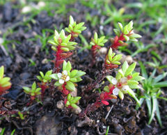 Crassula moschata