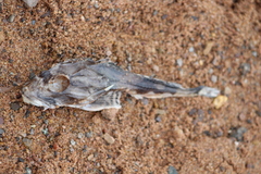 Myoxocephalus octodecemspinosus