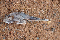 Myoxocephalus octodecemspinosus