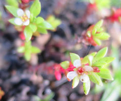 Crassula moschata