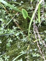 Liparophyllum exaltatum