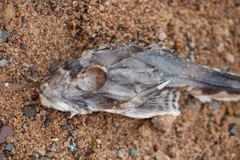 Myoxocephalus octodecemspinosus